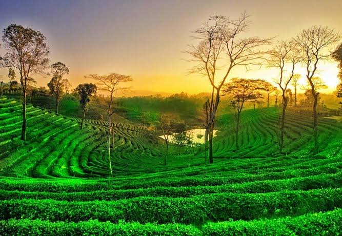 Assam and Meghalaya